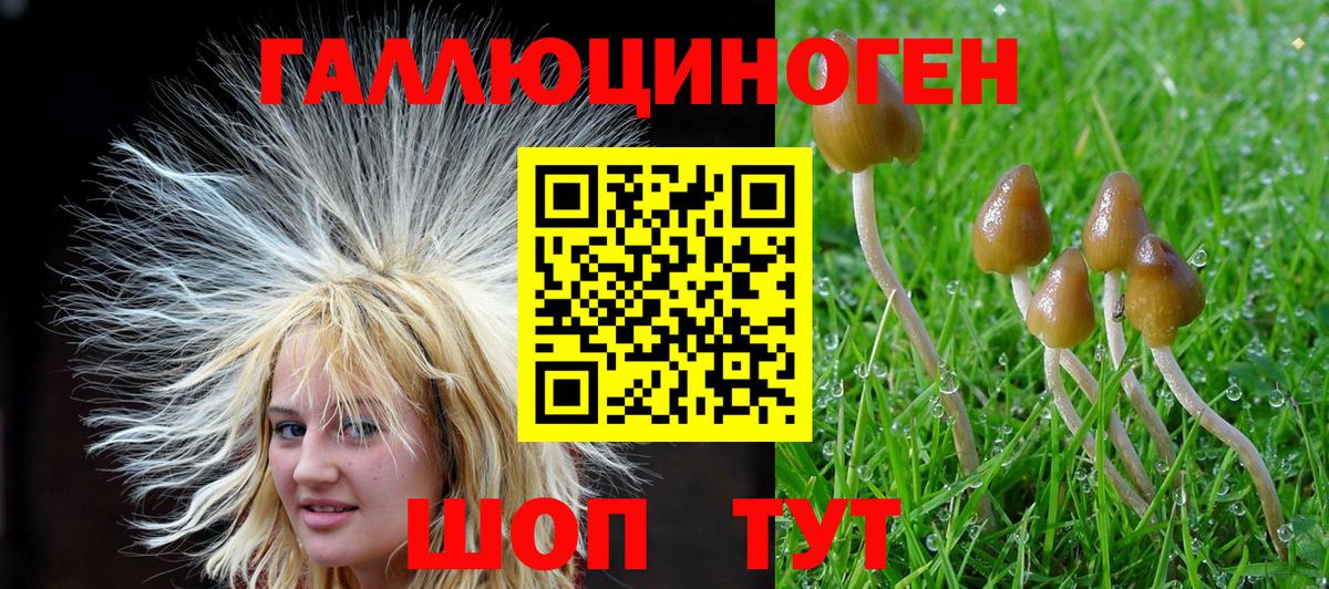 Галлюциногенные грибы Cubensis Тимашёвск